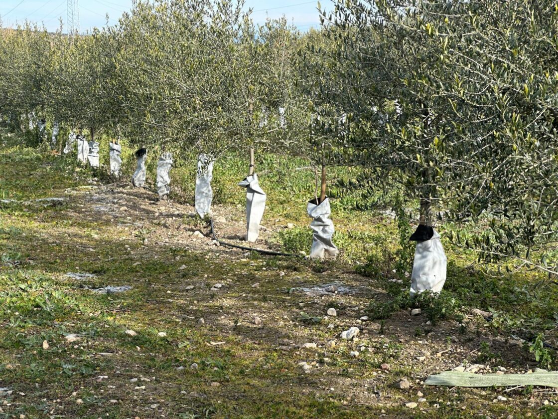 Olive tree trunk protector