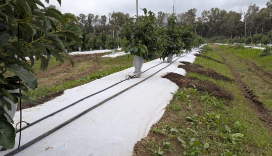 Protector de troncos Aguacate