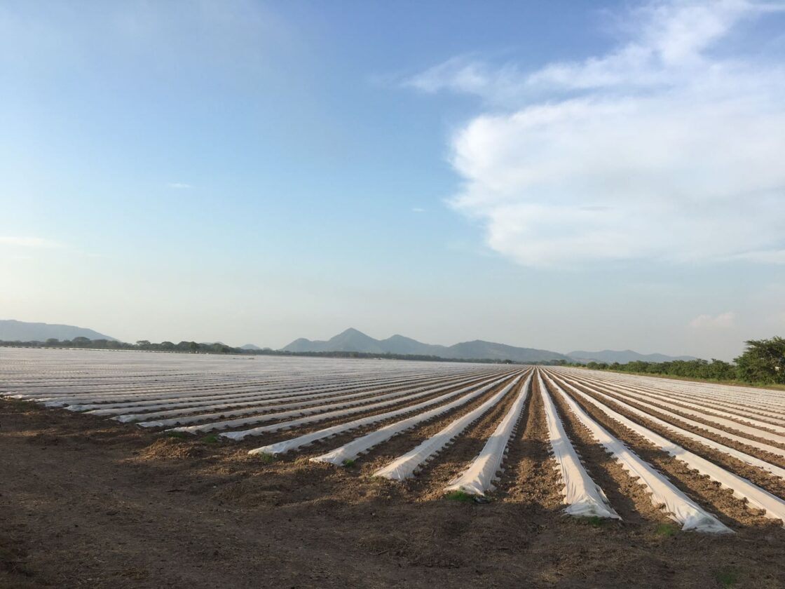 Protege tu cultivo del frío