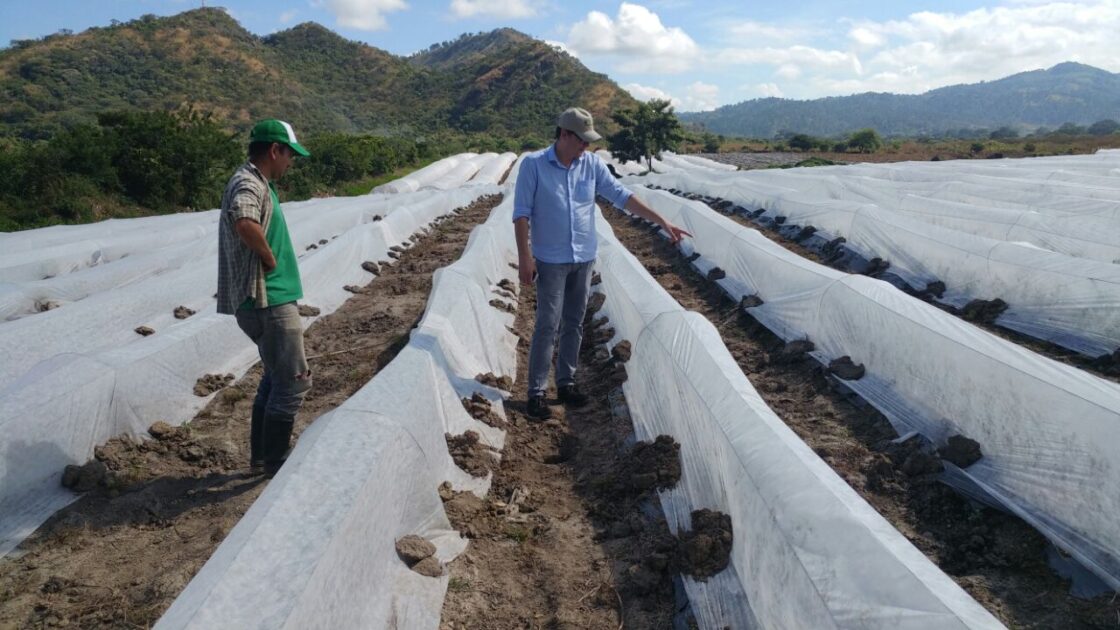 Manta Termica Honduras (3)