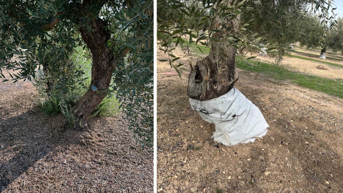 Antivaretas Olivar